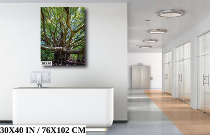 Roots of Time - Banyan Tree in Haleakala National Park Photography Maui Nature Canvas Print Hawaii Landscape