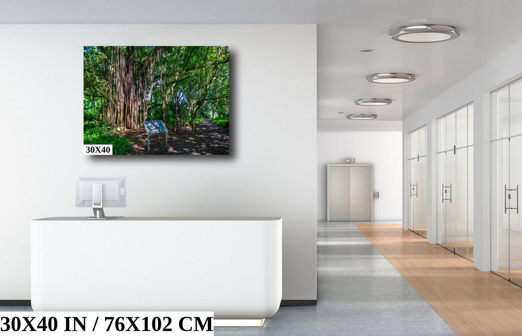 Maui Banyan Tree Print: Haleakala National Park.
