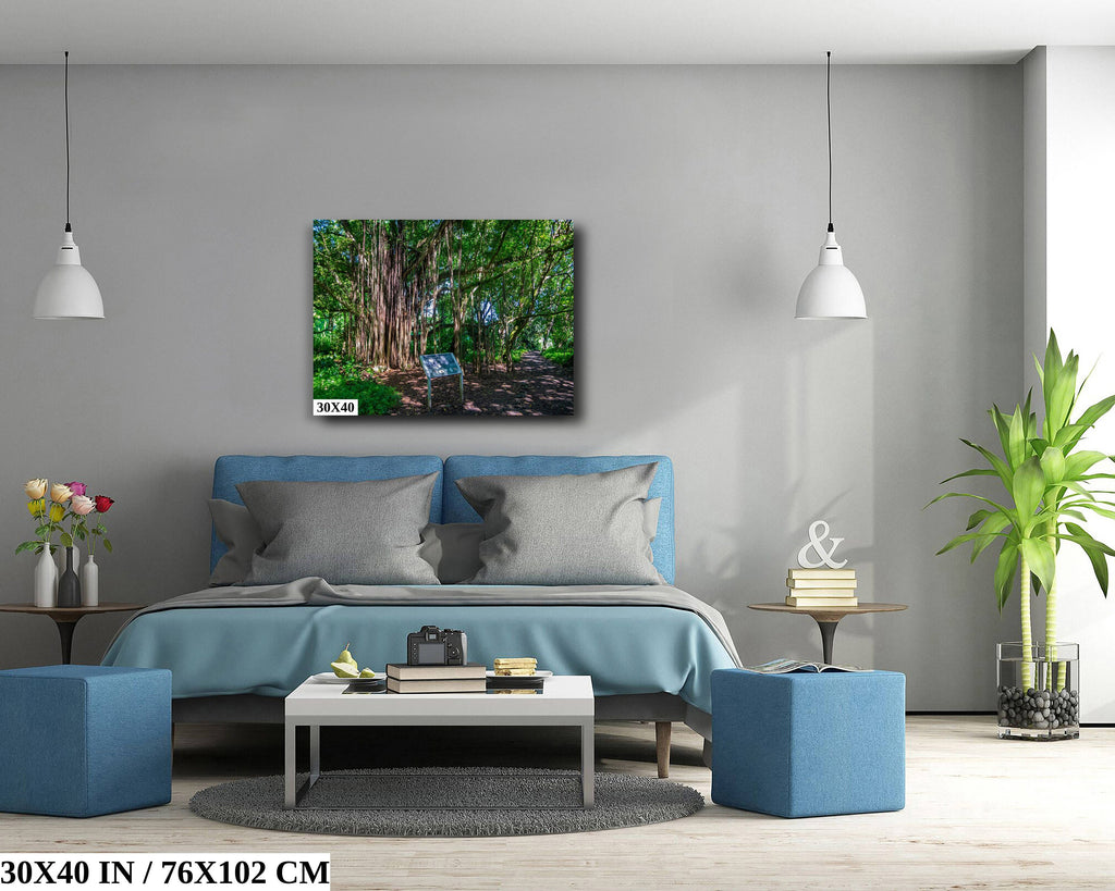 Maui Banyan Tree Print: Haleakala National Park.