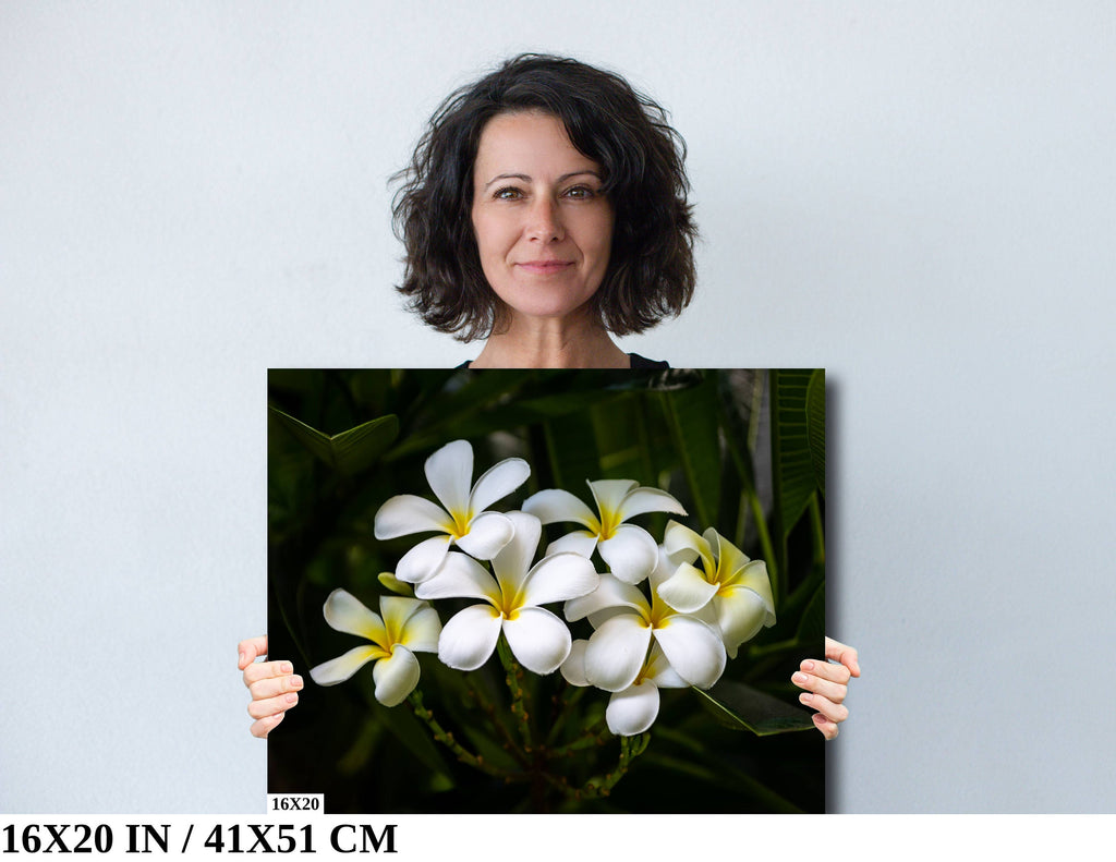 Blooms of Eternity: Hawaiian White Plumeria Flower Photography Wall Art Nature Print