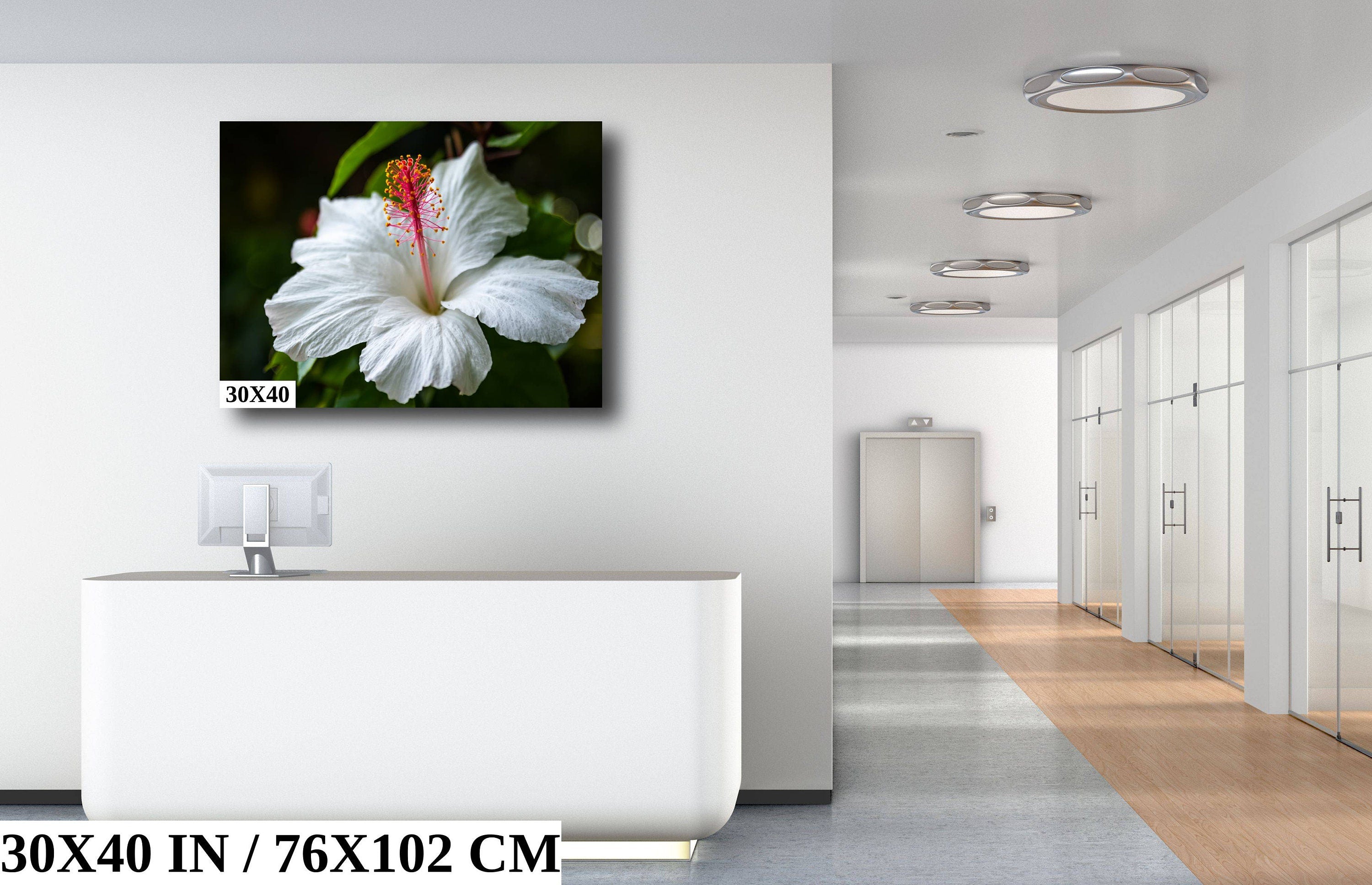 Enigmatic Blossoms: Hawaiian White Hibiscus Flower Photography Tropical Home Decor Maui Wall Art