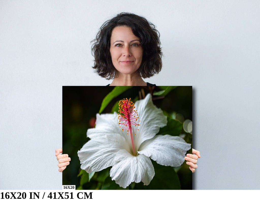 Enigmatic Blossoms: Hawaiian White Hibiscus Flower Photography Tropical Home Decor Maui Wall Art