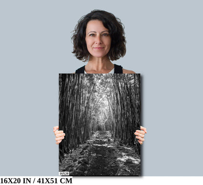 Bamboo Symphony: The Dramatic Aura of Pipiwai Trail's Verdant Path in Haleakala Maui Hawaii Wall Art Photography