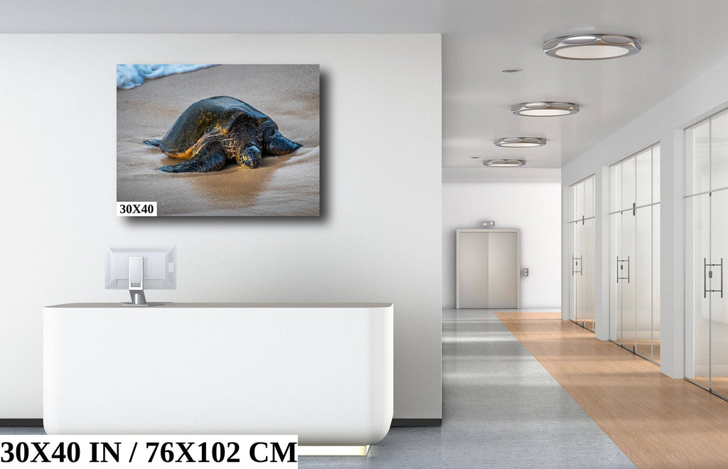 Hawaii Sea Turtle Photo Print: Ocean Wildlife Wall Art