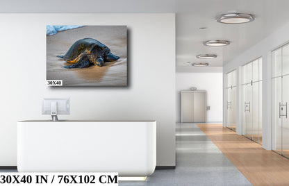 Turtle Treasures of Hawaii: Hawaii Sea Turtle Photography Wall Art Ocean Wildlife Canvas Print