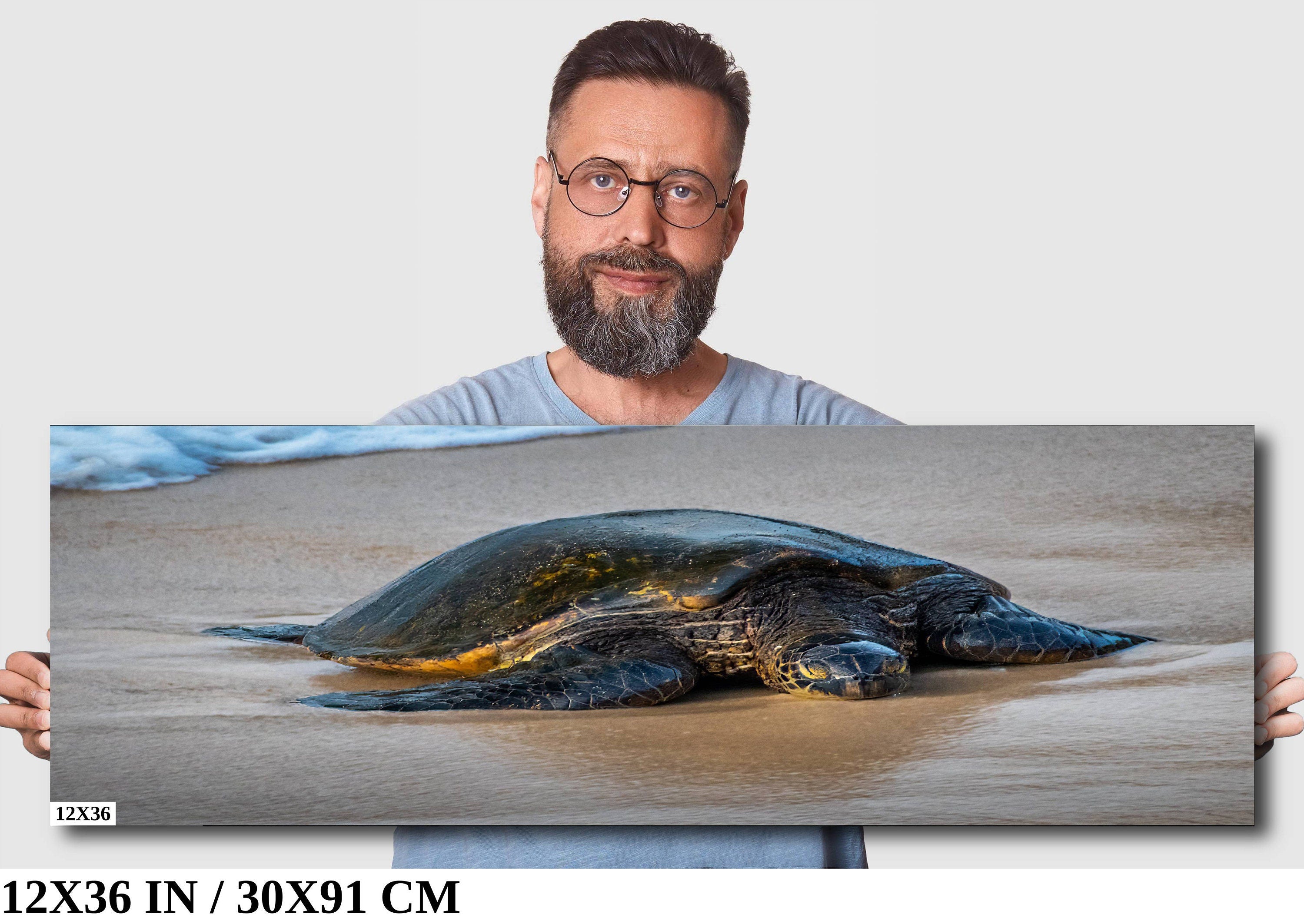 Hawaii Sea Turtle Photo Print: Ocean Wildlife Wall Art