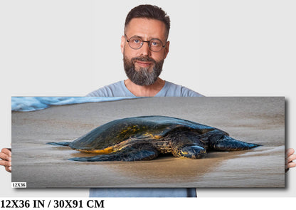 Turtle Treasures of Hawaii: Hawaii Sea Turtle Photography Wall Art Ocean Wildlife Canvas Print