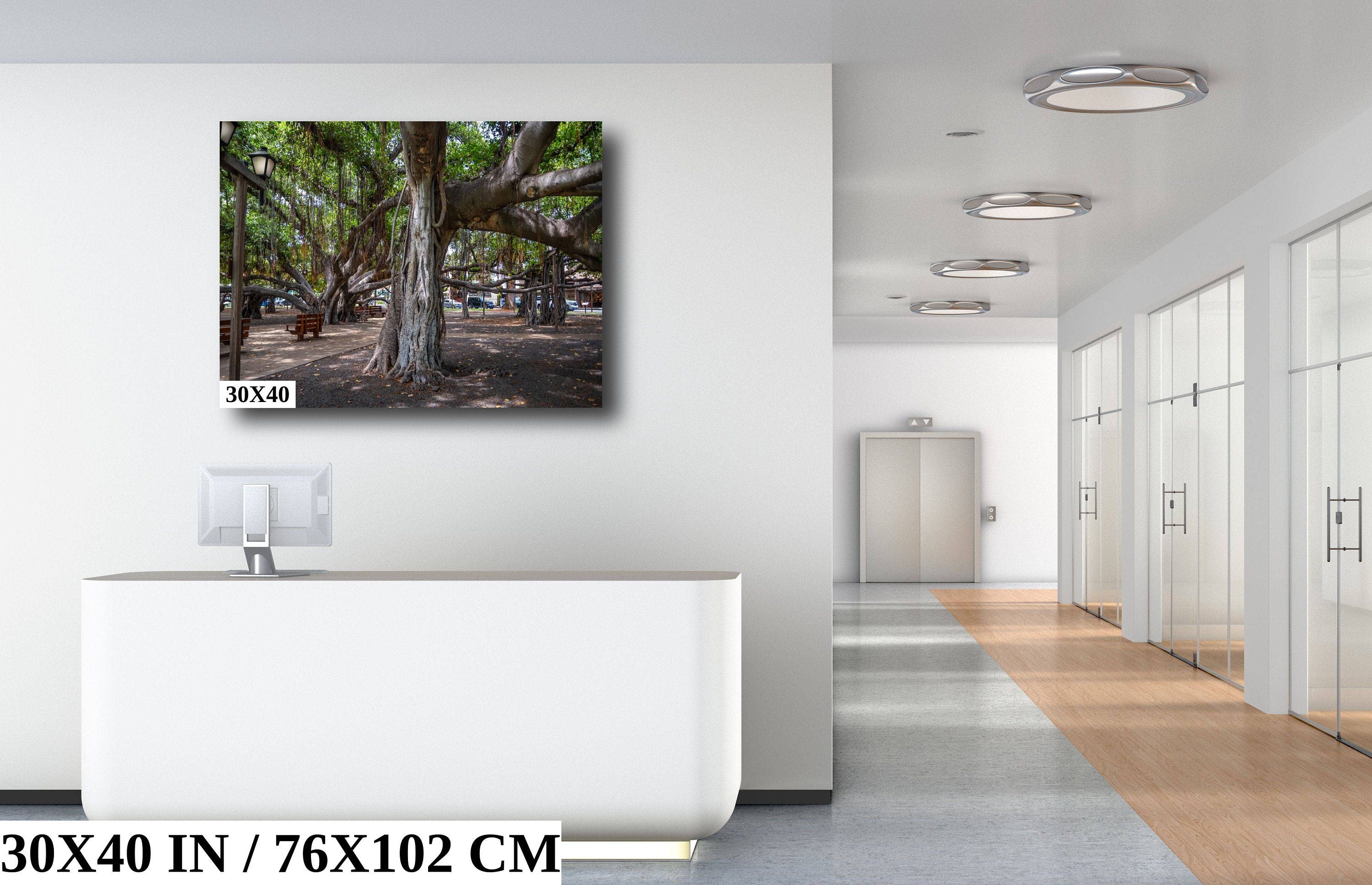 Maui Banyan Tree Print: Haleakala National Park, Hawaii