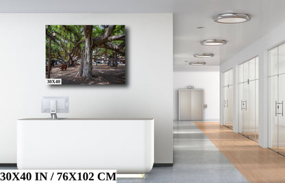 Lahaina Banyan Tree Print - Maui Wall Art | Hawaii Nature Decor Canvas