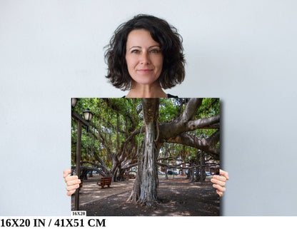 Lahaina Banyan Tree Print - Maui Wall Art | Hawaii Nature Decor Canvas