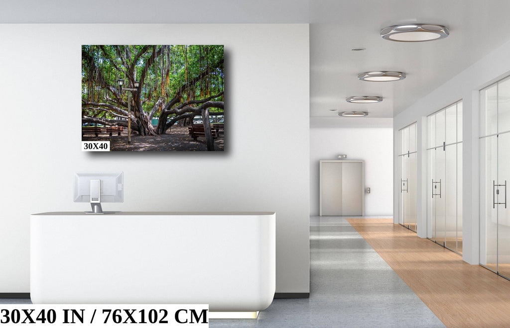 Shade of Serenity: Laihana Hawaii Banyan Tree Photography Maui Nature Print