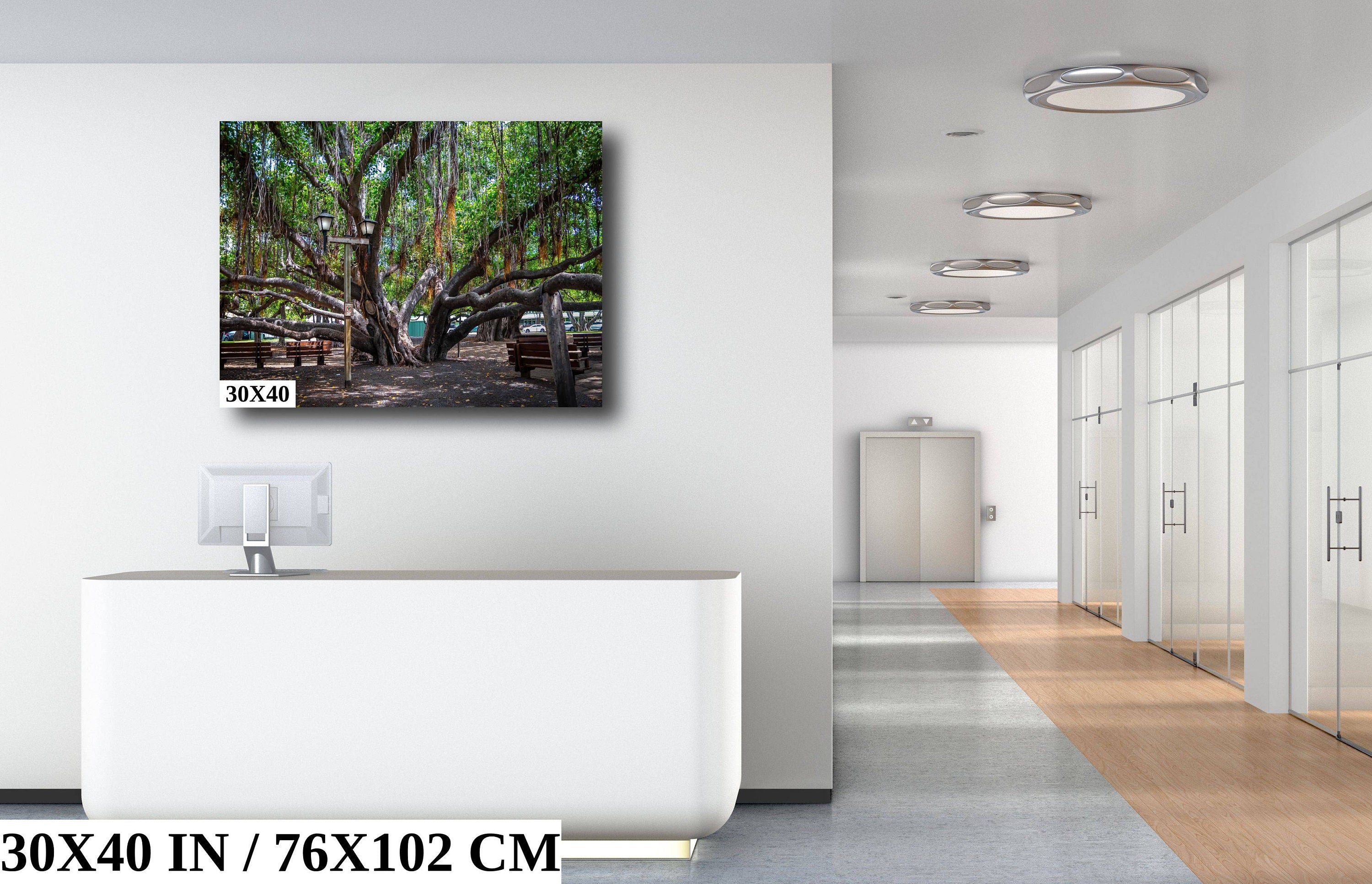 Shade of Serenity: Laihana Hawaii Banyan Tree Photography Maui Nature Print