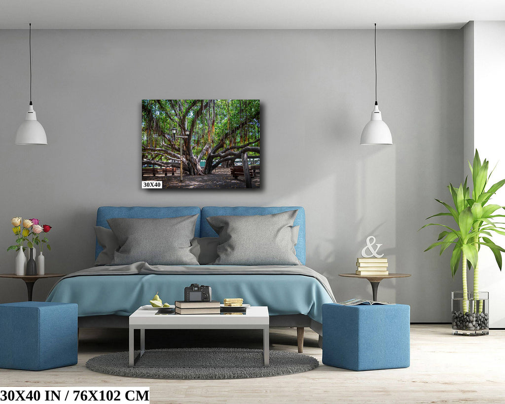 Shade of Serenity: Laihana Hawaii Banyan Tree Photography Maui Nature Print