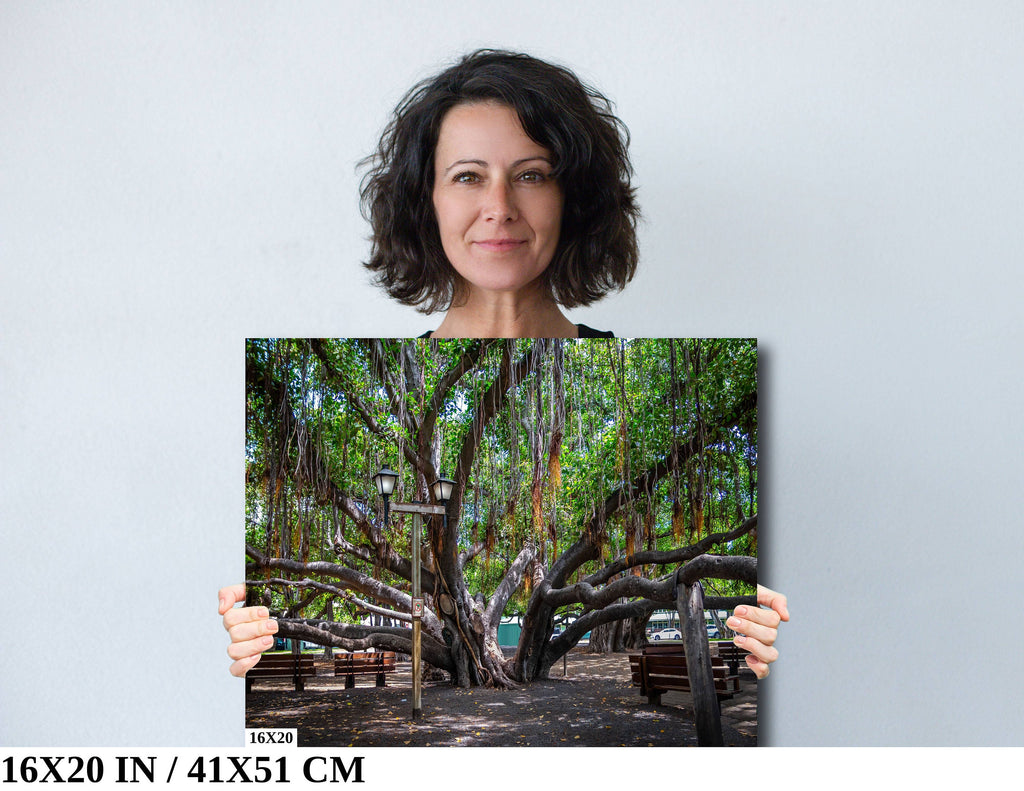 Shade of Serenity: Laihana Hawaii Banyan Tree Photography Maui Nature Print