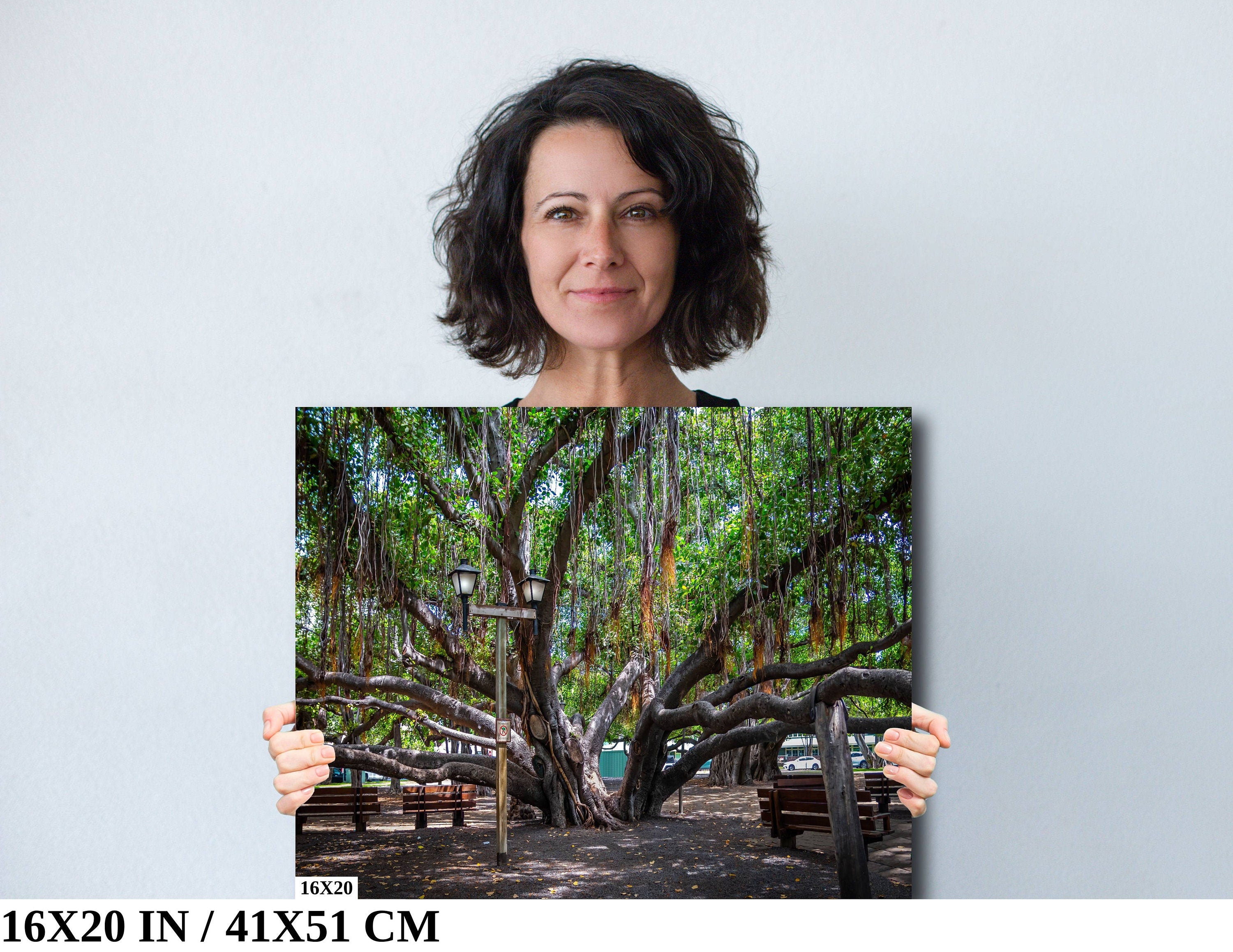 Shade of Serenity: Laihana Hawaii Banyan Tree Photography Maui Nature Print
