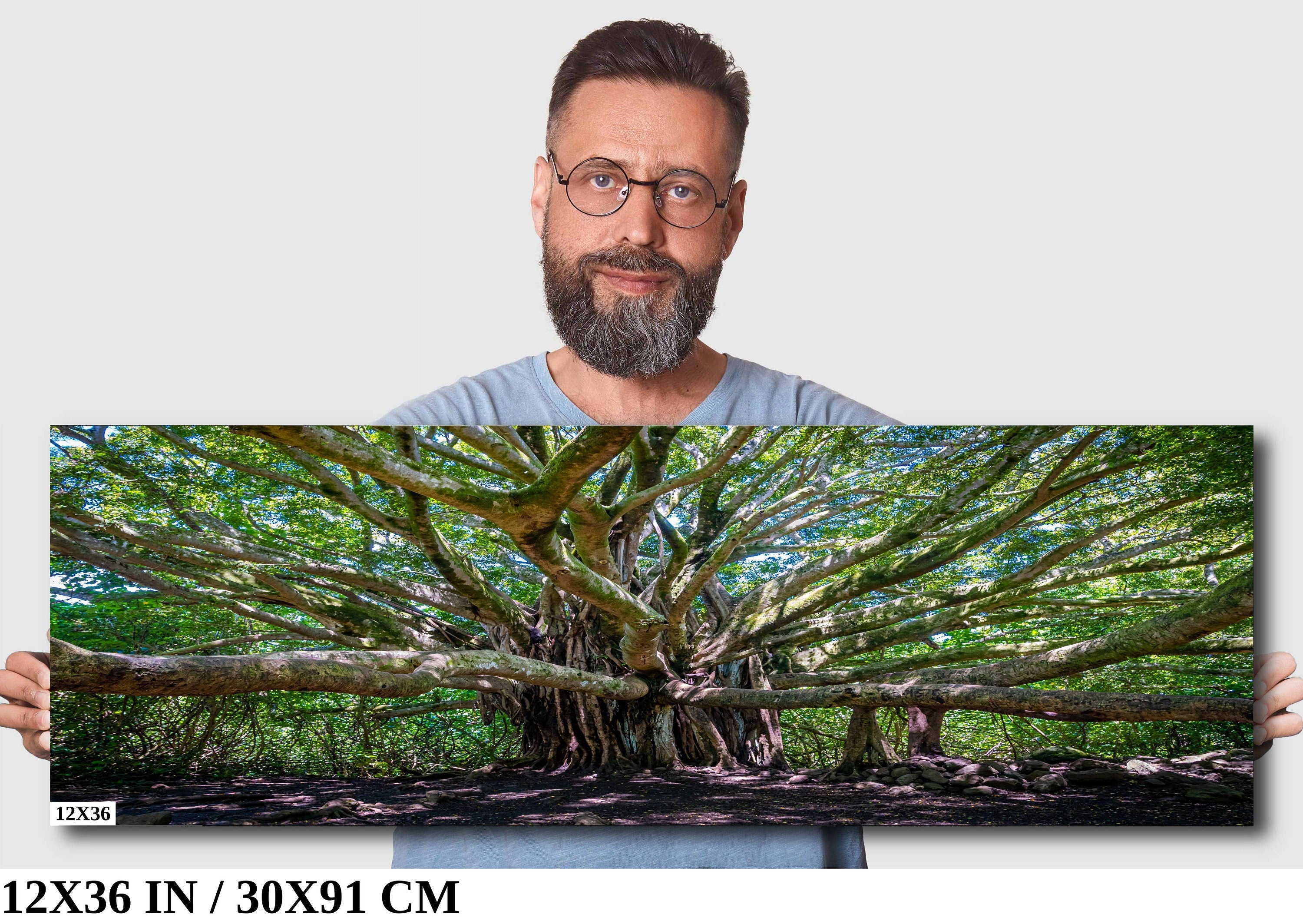 Banyan Tree Photography - Haleakala National Park Maui Nature Prints | Tropical Wall Art