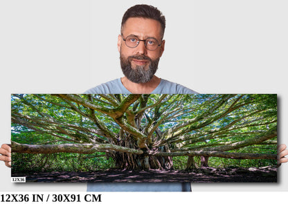 Banyan Tree Photography - Haleakala National Park Maui Nature Prints | Tropical Wall Art