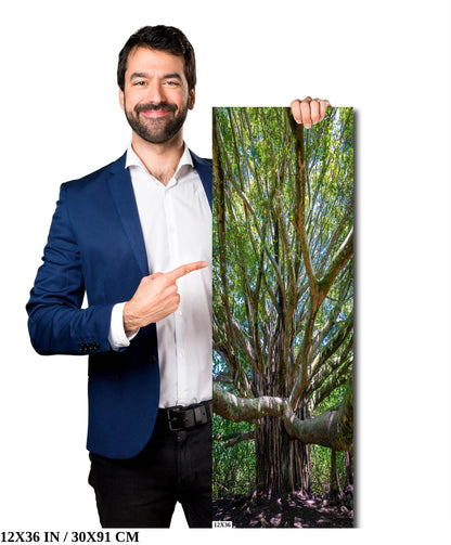 Roots of Time - Banyan Tree in Haleakala National Park Photography Maui Nature Canvas Print Hawaii Landscape