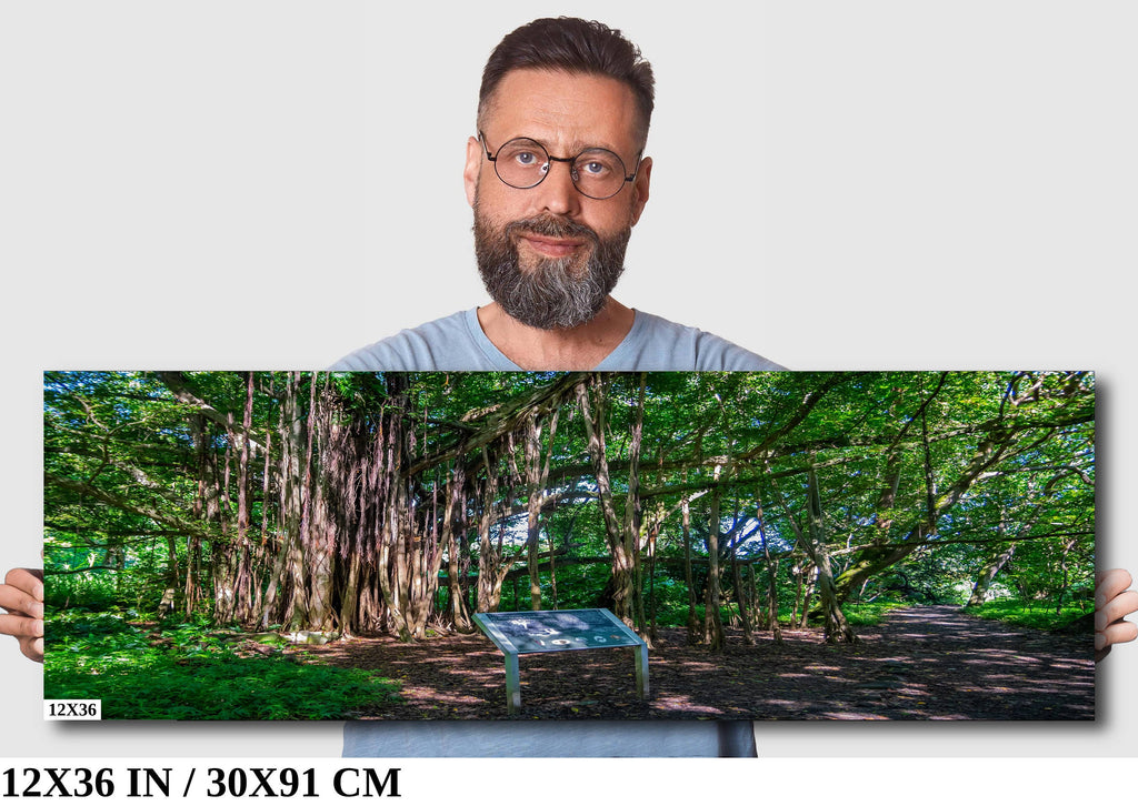 Maui Banyan Tree Print: Haleakala National Park.
