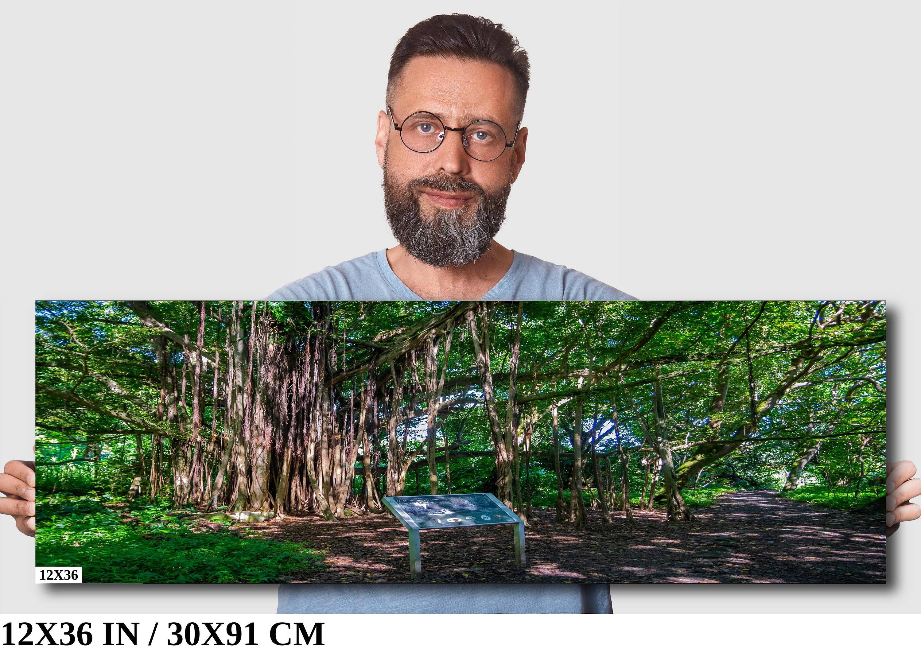 Maui Banyan Tree Print: Haleakala National Park.