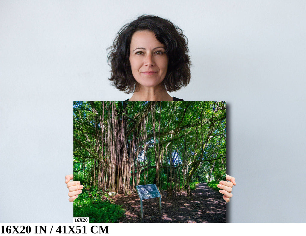 Maui Banyan Tree Print: Haleakala National Park.