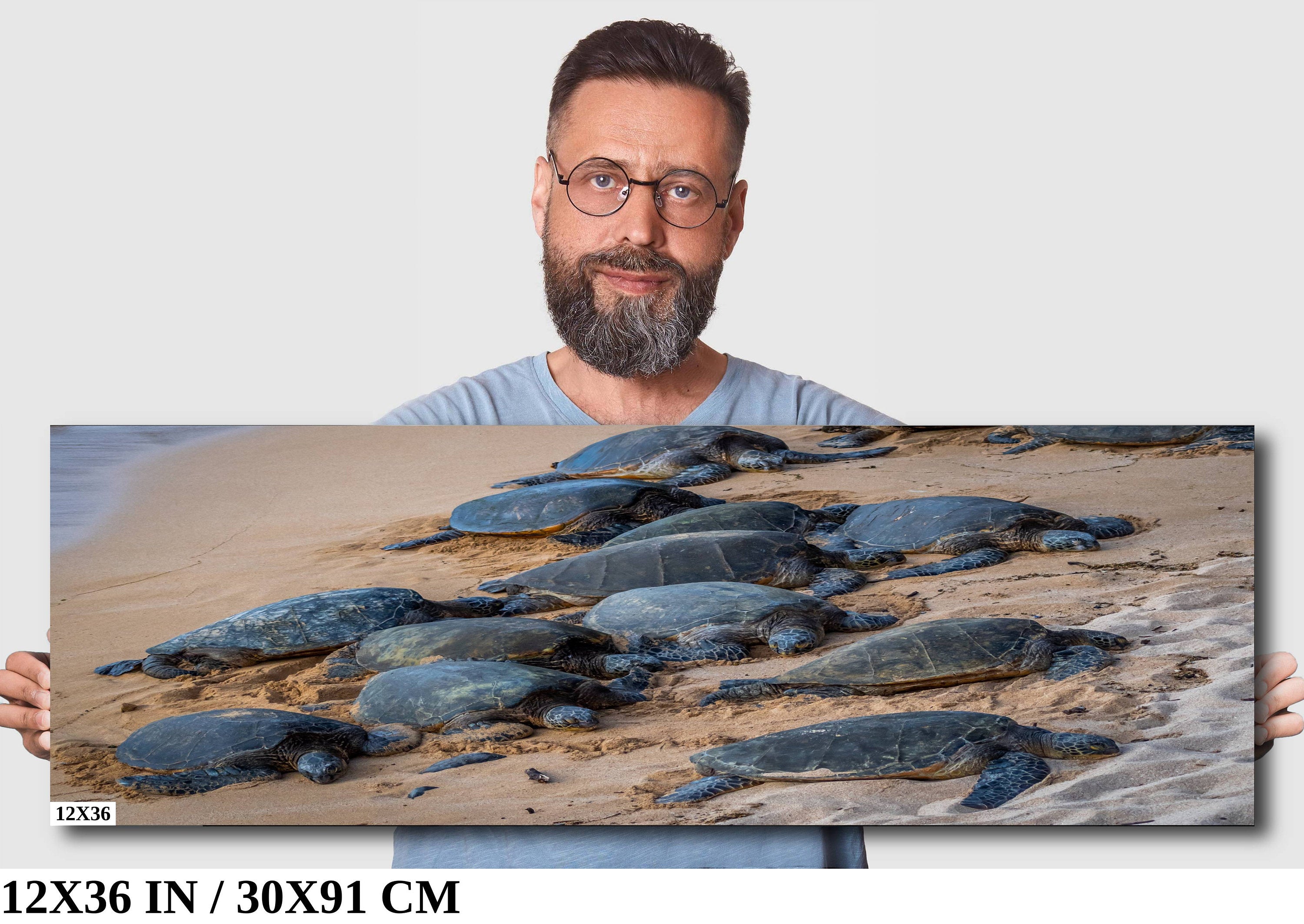 Bale of Turtles: Maui Hawaii Sea Photography Ocean Wildlife Wall Art Print