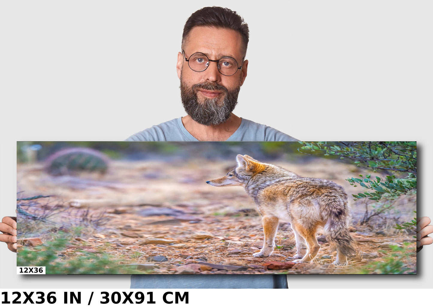 Elusive Desert Nomad: Coyote at the Sonoran Desert Wall Art Metal Acrylic Print Arizona Wildlife Photography