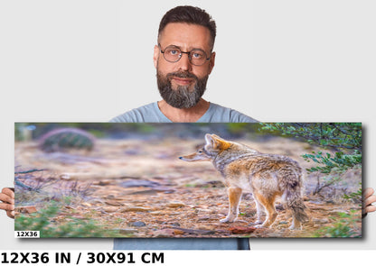 Elusive Desert Nomad: Coyote at the Sonoran Desert Wall Art Metal Acrylic Print Arizona Wildlife Photography