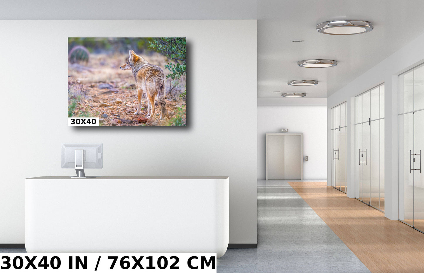 Elusive Desert Nomad: Coyote at the Sonoran Desert Wall Art Metal Acrylic Print Arizona Wildlife Photography