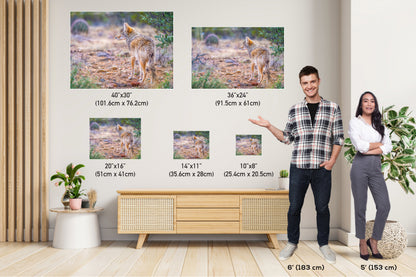 Elusive Desert Nomad: Coyote at the Sonoran Desert Wall Art Metal Acrylic Print Arizona Wildlife Photography