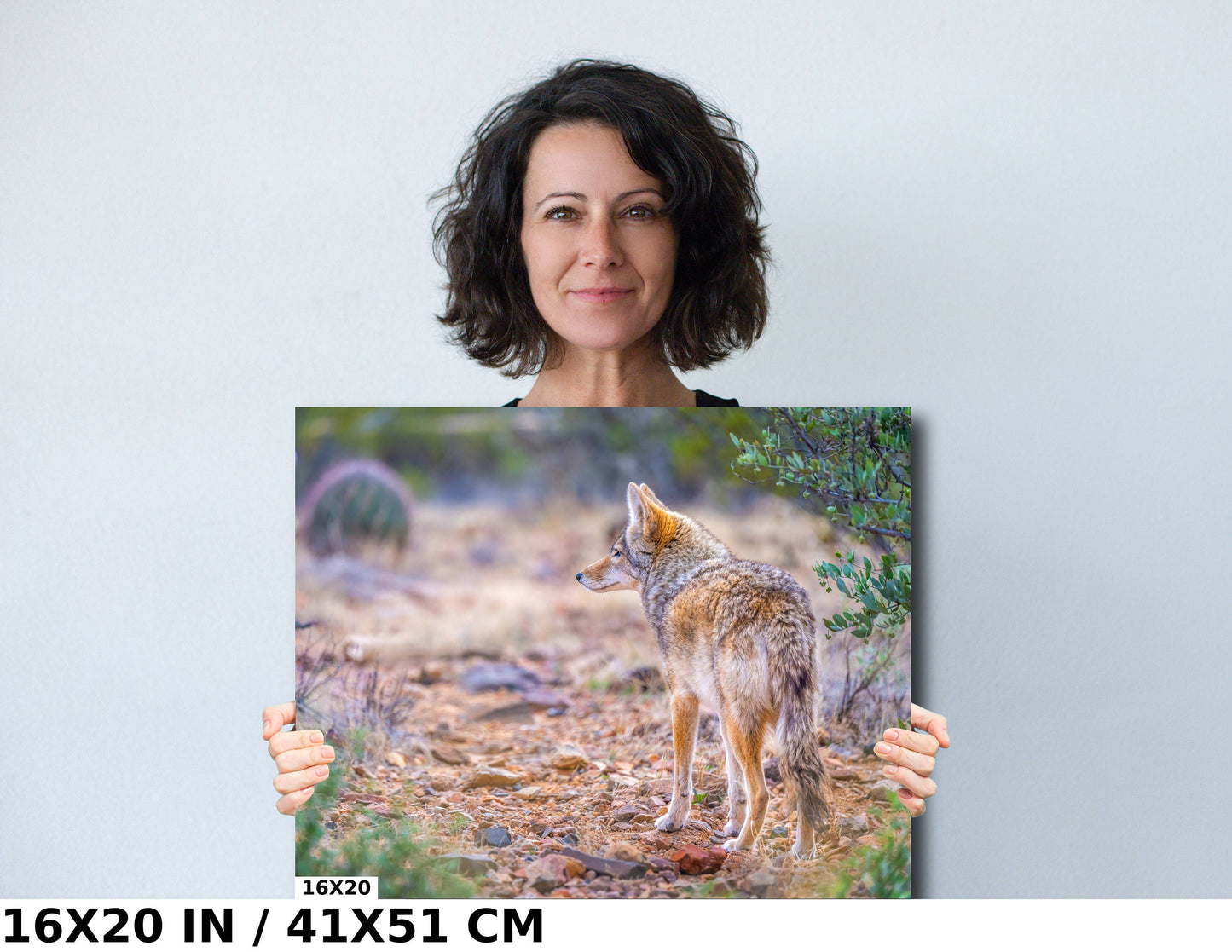 Elusive Desert Nomad: Coyote at the Sonoran Desert Wall Art Metal Acrylic Print Arizona Wildlife Photography