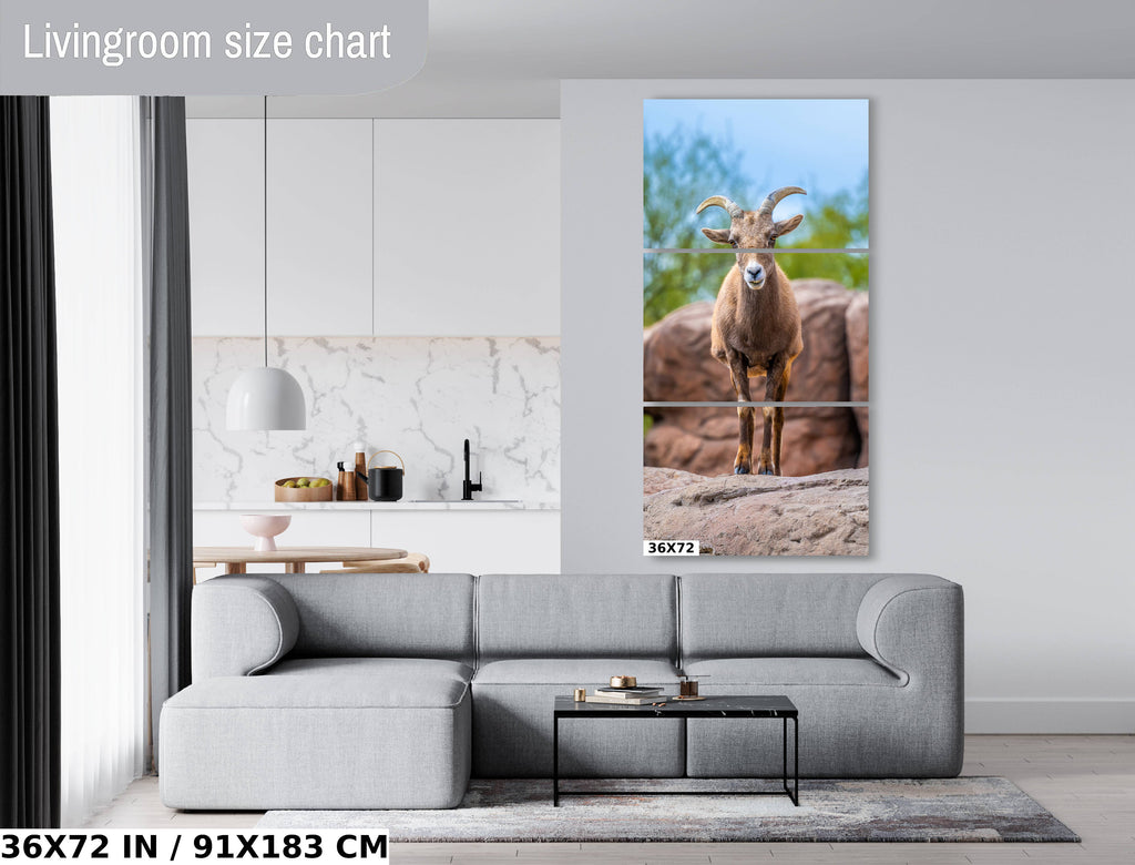 Resilient Horned Wanderer: Bighorn Sheep at the Sonoran Desert Photography Arizona Wildlife Aluminum Metal Print