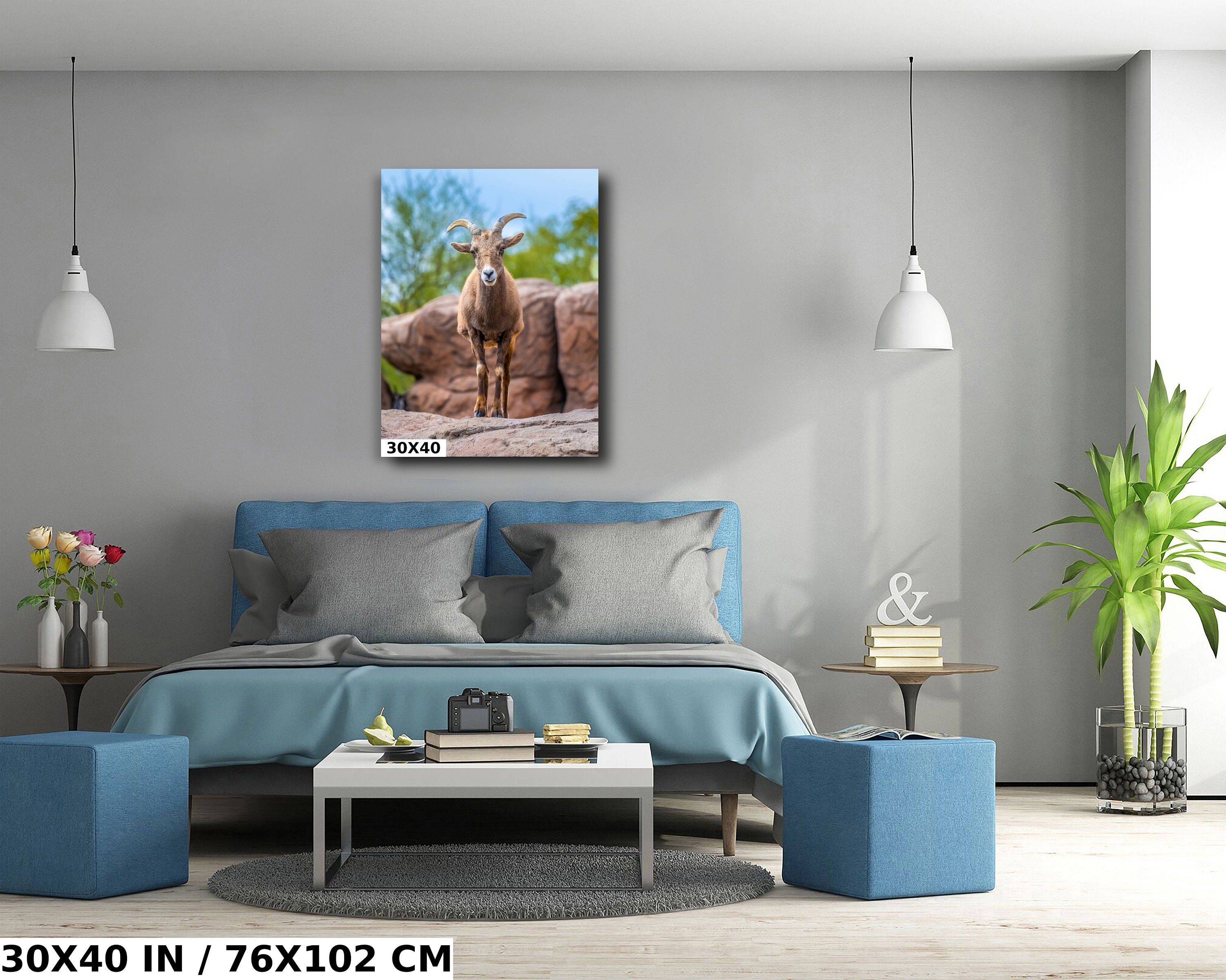 Resilient Horned Wanderer: Bighorn Sheep at the Sonoran Desert Photography Arizona Wildlife Aluminum Metal Print