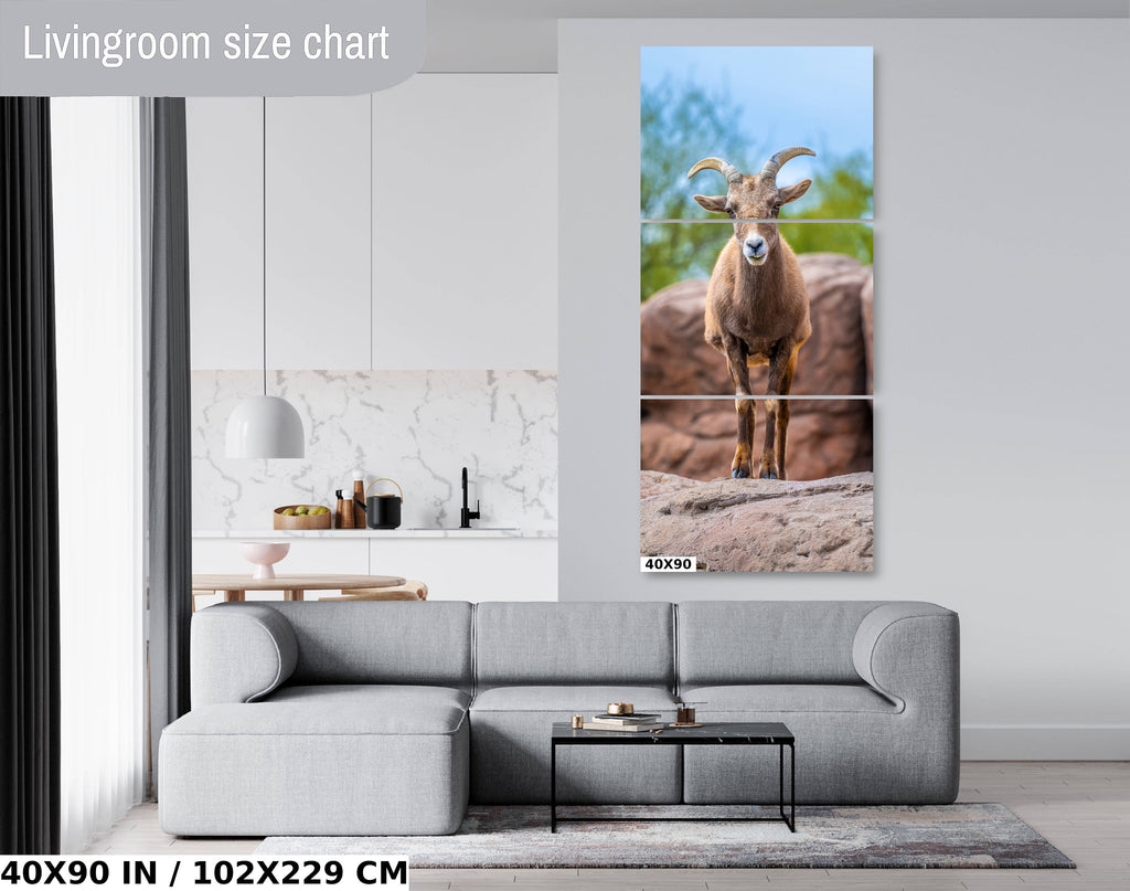 Resilient Horned Wanderer: Bighorn Sheep at the Sonoran Desert Photography Arizona Wildlife Aluminum Metal Print