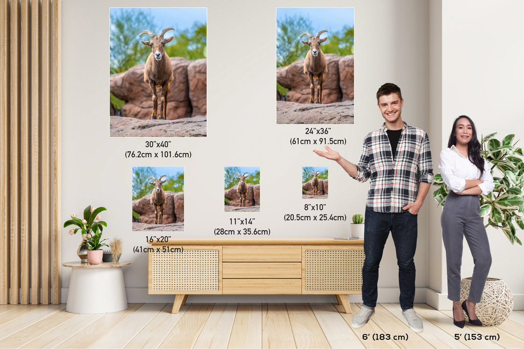 Resilient Horned Wanderer: Bighorn Sheep at the Sonoran Desert Photography Arizona Wildlife Aluminum Metal Print