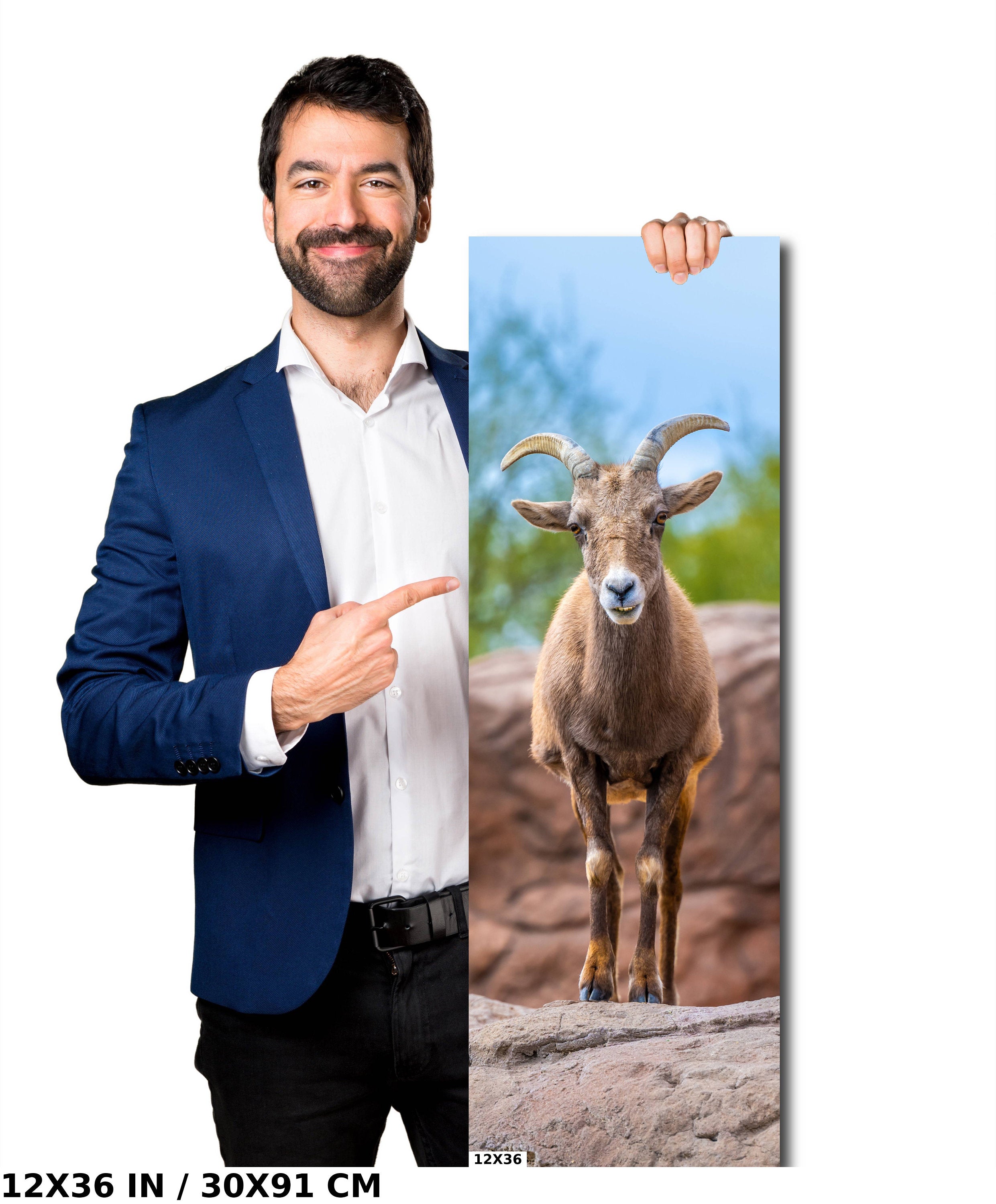 Resilient Horned Wanderer: Bighorn Sheep at the Sonoran Desert Photography Arizona Wildlife Aluminum Metal Print