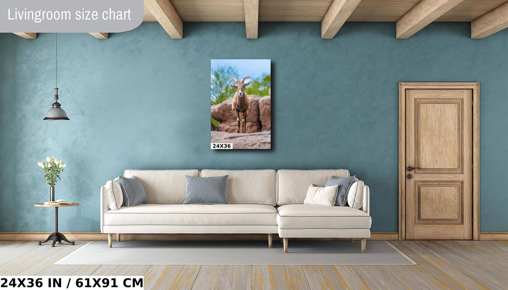Resilient Horned Wanderer: Bighorn Sheep at the Sonoran Desert Photography Arizona Wildlife Aluminum Metal Print