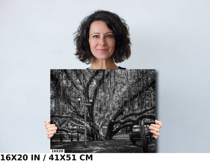 Shade of Serenity: Laihana Hawaii Banyan Tree Black and White Photography Maui Nature Canvas Metal Print Wall Art