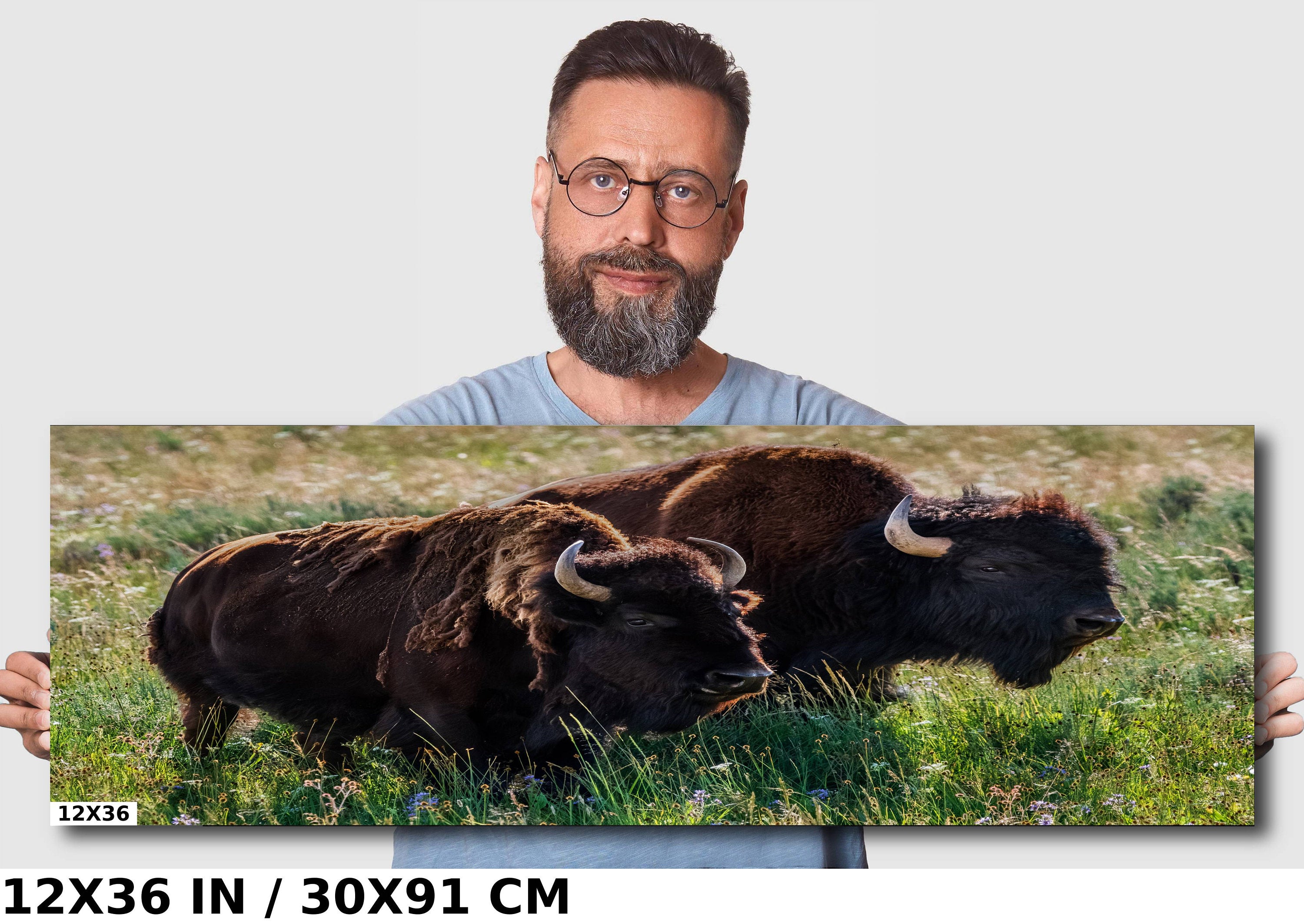 Bison Romance Metal Print: Yellowstone Buffalo Wall Art