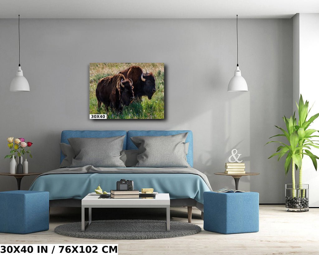 Bison Romance Metal Print: Yellowstone Buffalo Wall Art