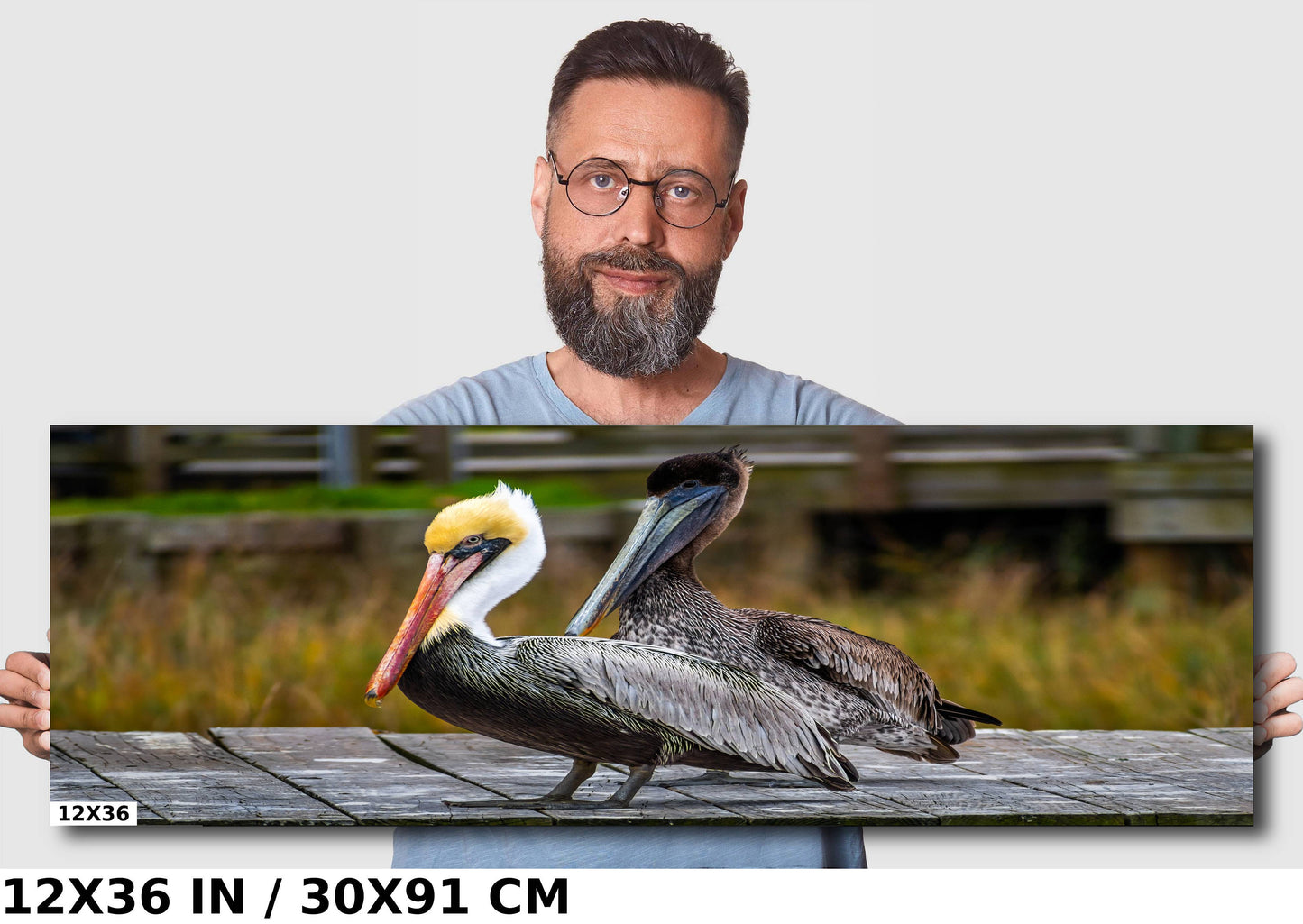 On The Wings of Love: Brown Pelican Male and Female Wall Art Metal Aluminum Print Water Bird Photography