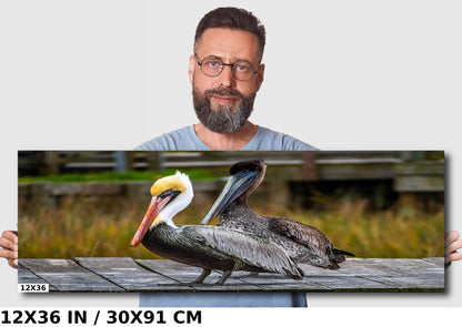 On The Wings of Love: Brown Pelican Male and Female Wall Art Metal Aluminum Print Water Bird Photography