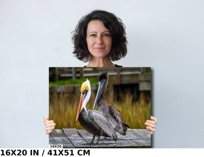 On The Wings of Love: Brown Pelican Male and Female Wall Art Metal Aluminum Print Water Bird Photography