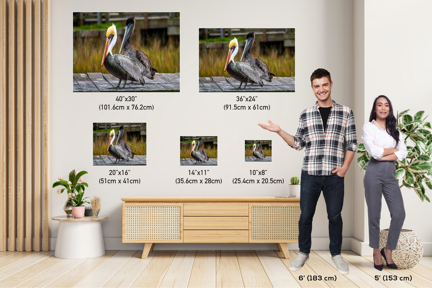 On The Wings of Love: Brown Pelican Male and Female Wall Art Metal Aluminum Print Water Bird Photography