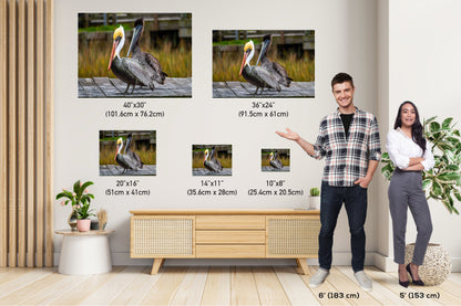On The Wings of Love: Brown Pelican Male and Female Wall Art Metal Aluminum Print Water Bird Photography