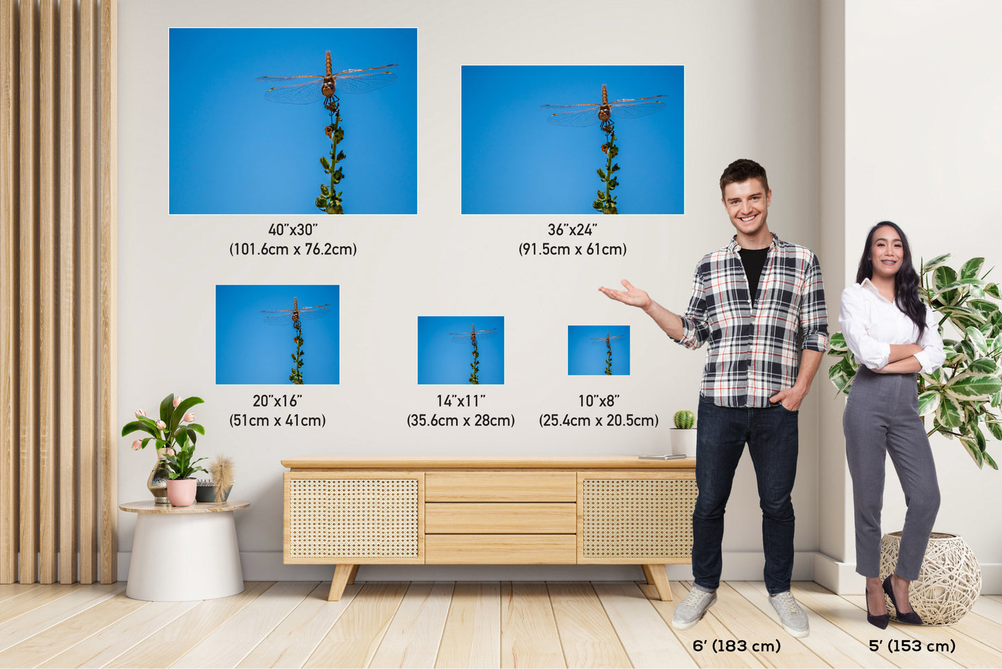 Gleaming Winged Explorer: Wandering Glider at Antelope Island State Park Metal Canvas Print Dragonfly Photography Wall Art