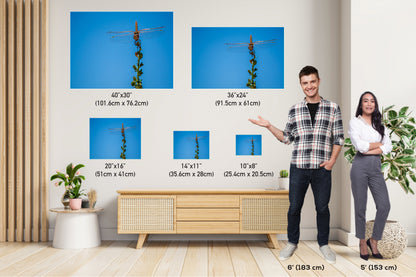 Gleaming Winged Explorer: Wandering Glider at Antelope Island State Park Metal Canvas Print Dragonfly Photography Wall Art