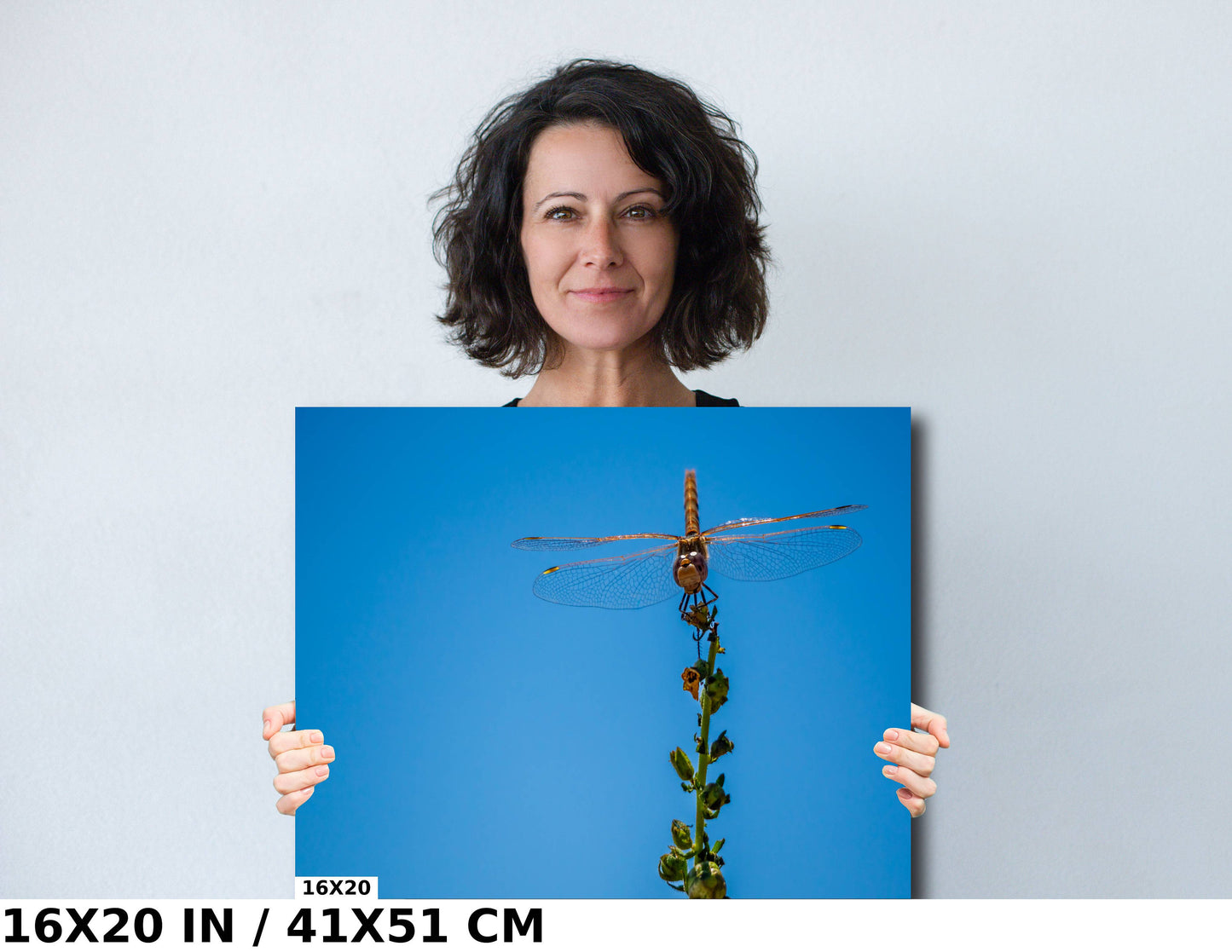 Gleaming Winged Explorer: Wandering Glider at Antelope Island State Park Metal Canvas Print Dragonfly Photography Wall Art