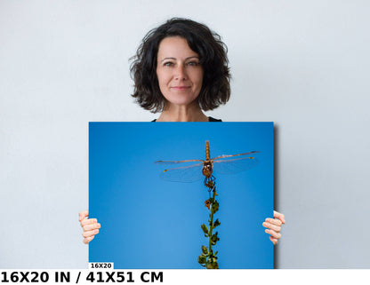 Gleaming Winged Explorer: Wandering Glider at Antelope Island State Park Metal Canvas Print Dragonfly Photography Wall Art