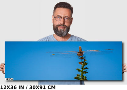 Gleaming Winged Explorer: Wandering Glider at Antelope Island State Park Metal Canvas Print Dragonfly Photography Wall Art